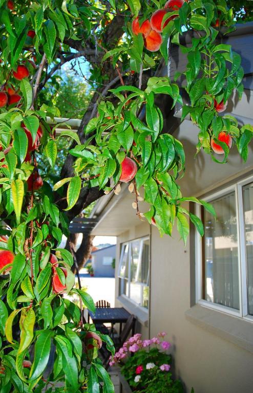 Almond Court Motel Alexandra Extérieur photo